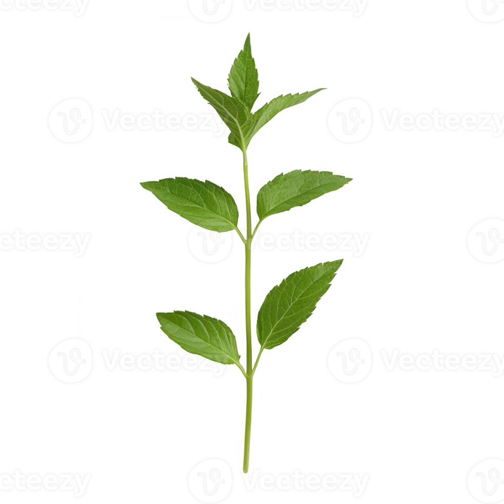 A fresh green leaf with vibrant color showcasing nature's beauty. png