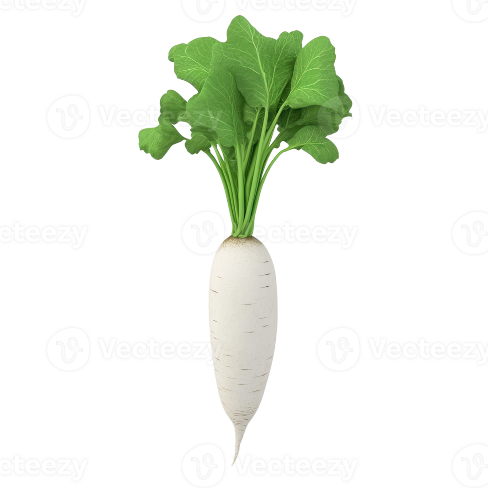 Fresh white radish with green leaves, perfect for salads. png
