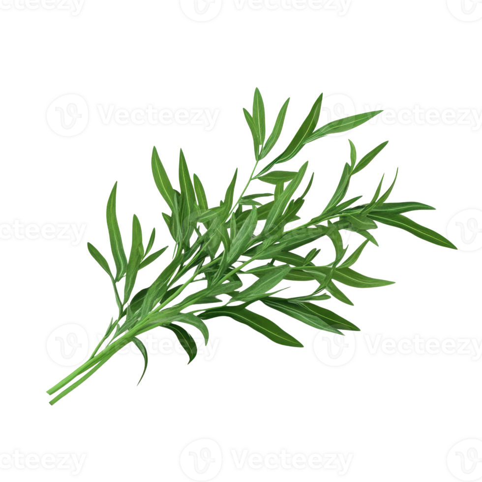 Fresh green tarragon herb sprig isolated on white background for culinary use. png