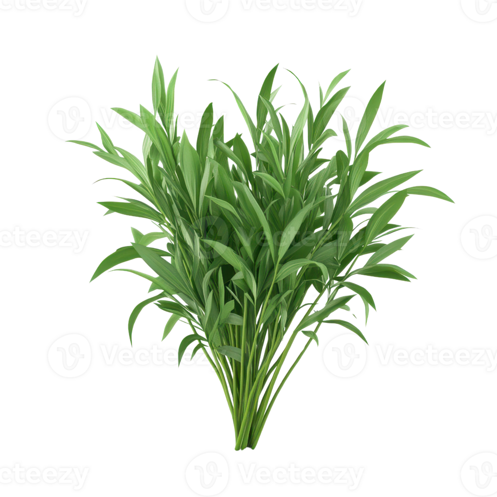Fresh green herb bundle on a transparent background for cooking and culinary use. png