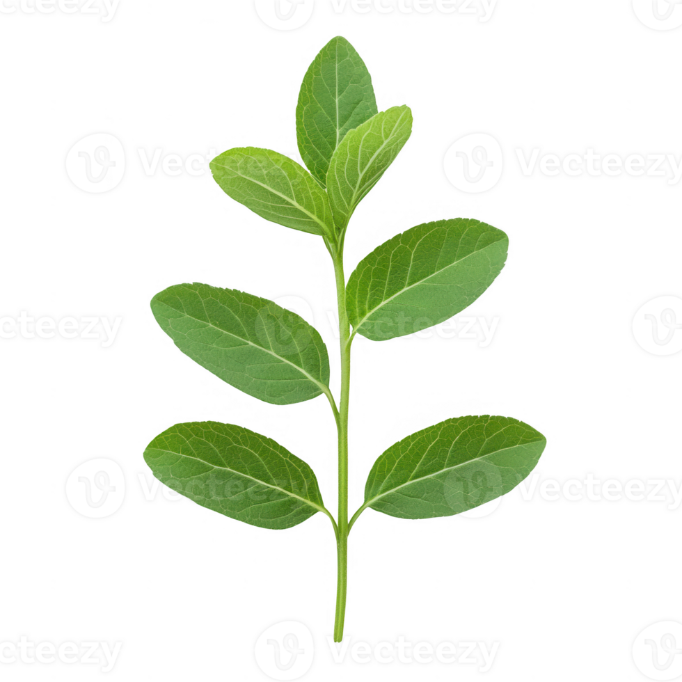 Fresh green leaves on a single stem showcasing vibrant natural beauty and vitality. png