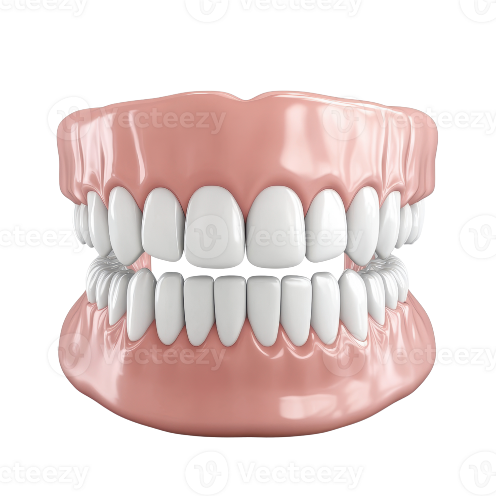 Realistic dental model showcasing healthy teeth and gums. png
