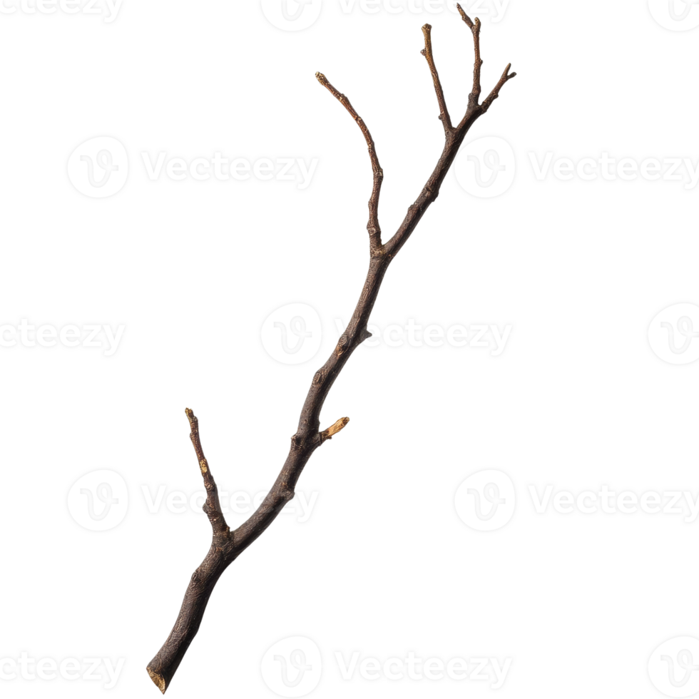 A natural twig with dry branches, perfect for rustic decor and nature-themed projects. png