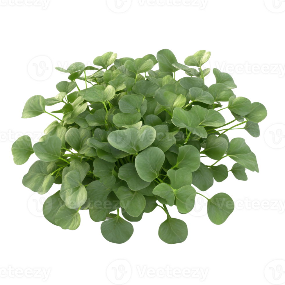 A lush collection of vibrant green leaves showcasing natural beauty and freshness. png