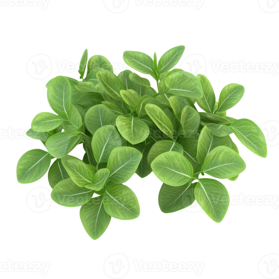 A lush collection of vibrant green leaves growing together in a healthy cluster. png