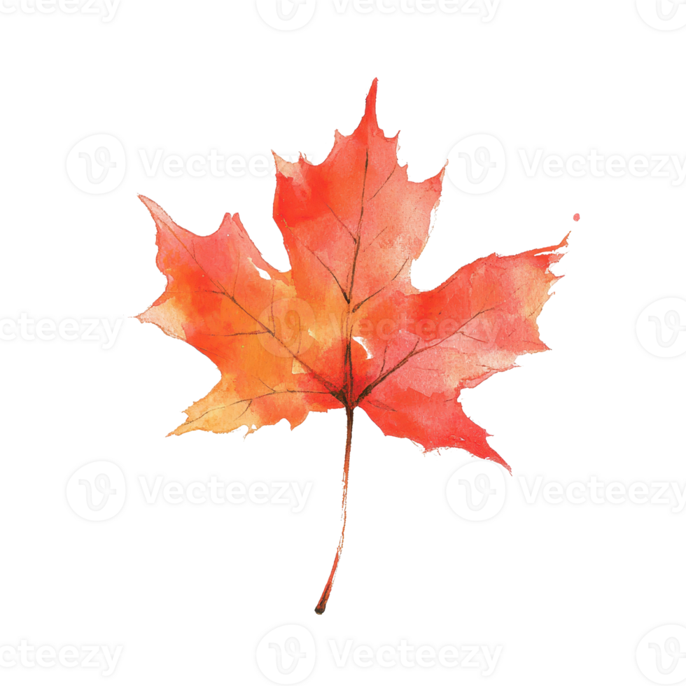 A vibrant, watercolor-style depiction of a red maple leaf isolated on a white background. png