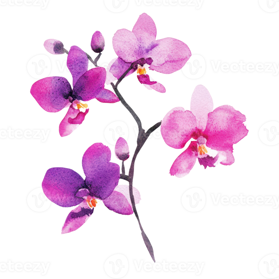 Beautiful watercolor illustration of pink orchids, perfect for floral designs. png