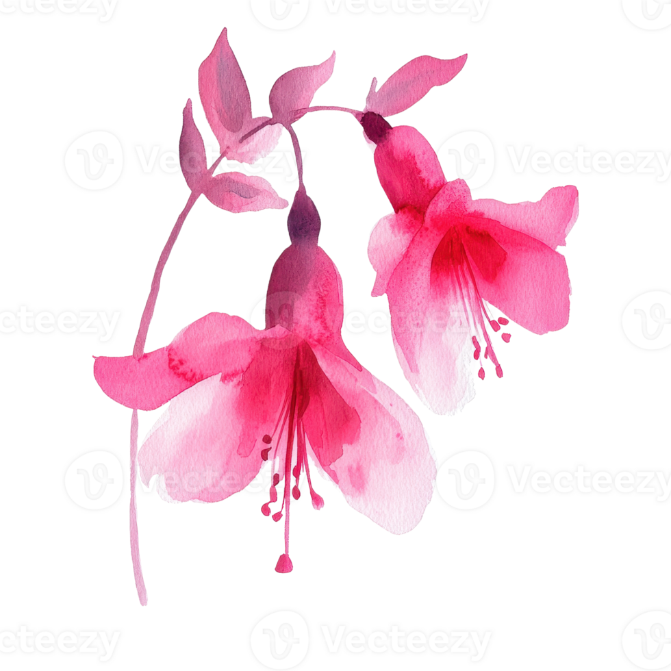 Beautiful watercolor illustration of pink fuchsia flowers on a delicate branch. png
