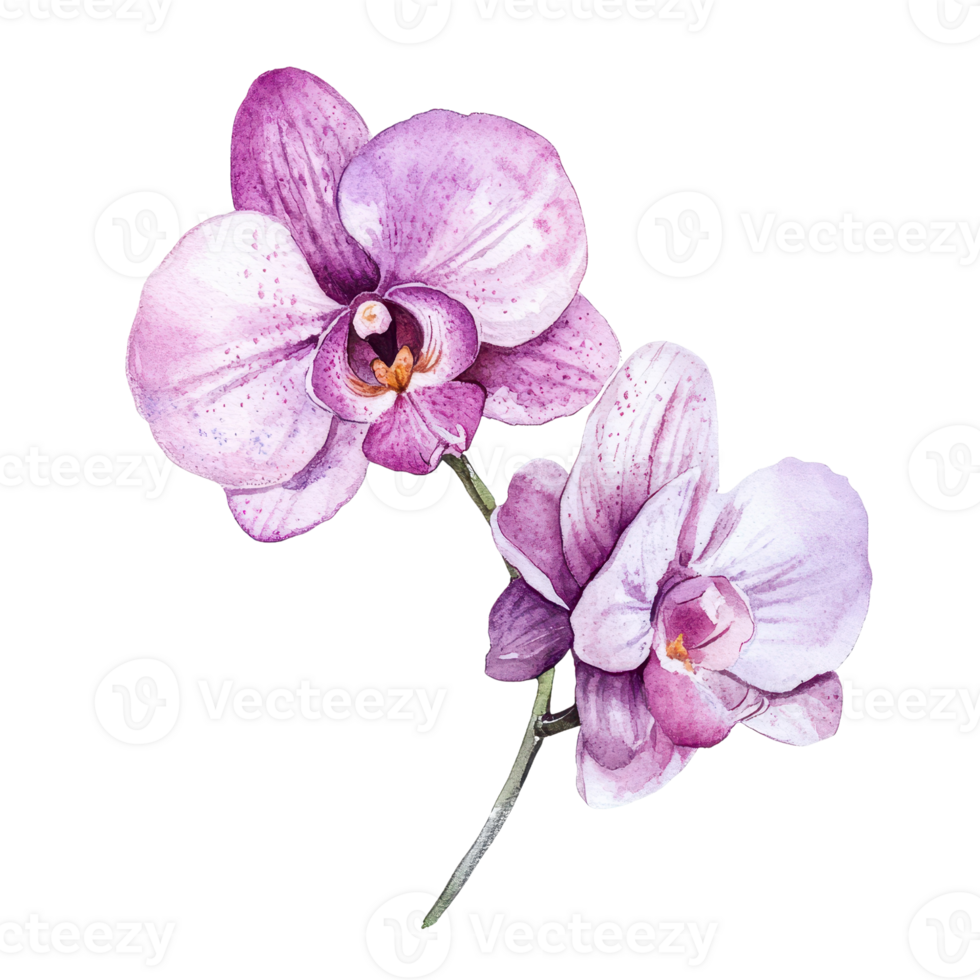 Beautiful purple orchids showcasing delicate petals and vibrant colors. png