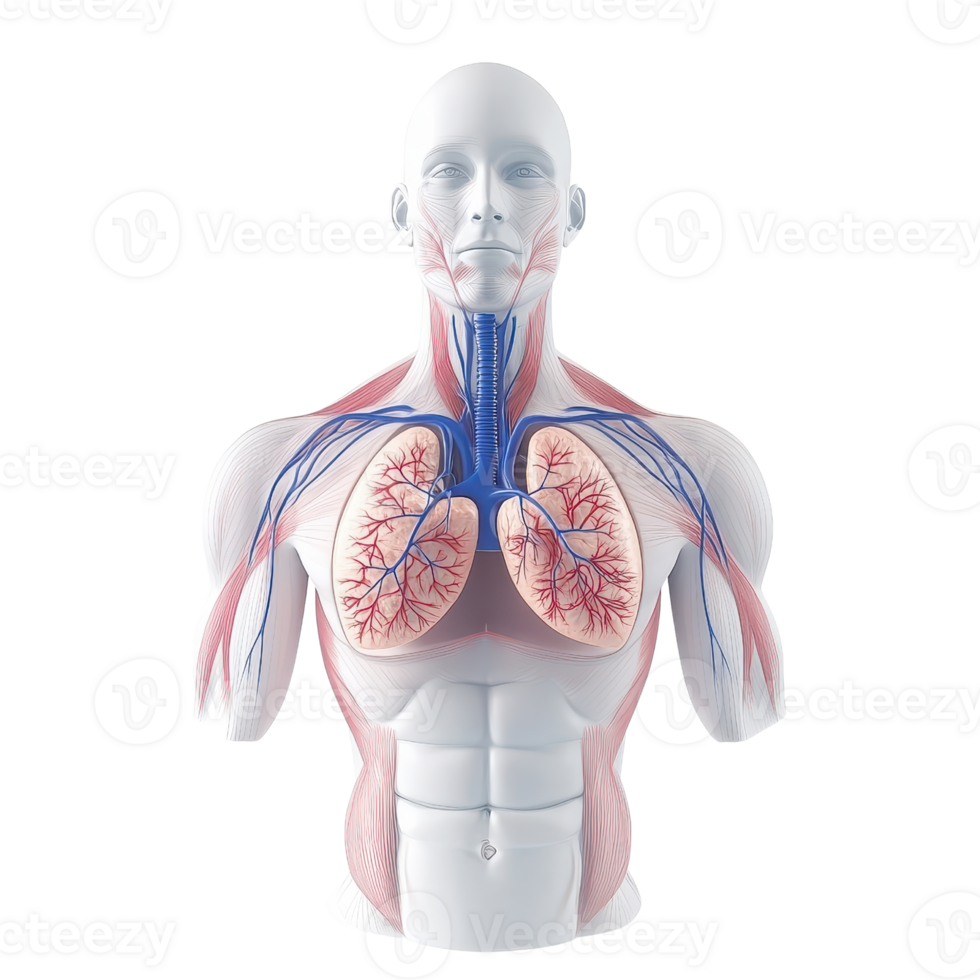 Anatomical model showcasing the human respiratory system and cardiovascular details. png