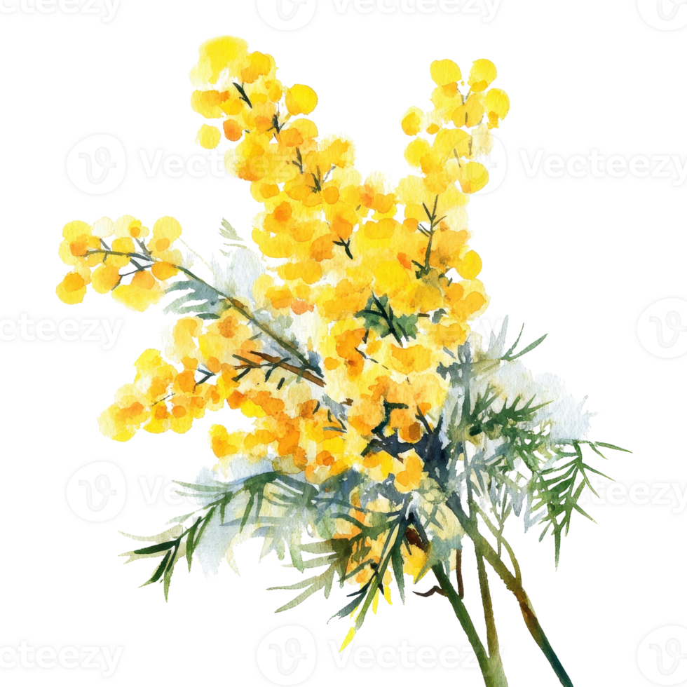 Bright yellow mimosa flowers with delicate green foliage in a stunning floral arrangement. png