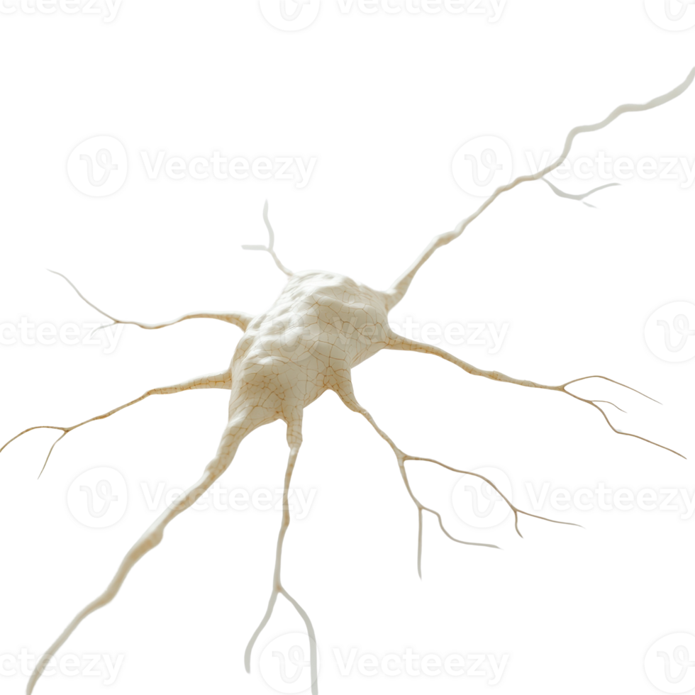 Detailed neuron structure showcasing neural connections and cell body. png