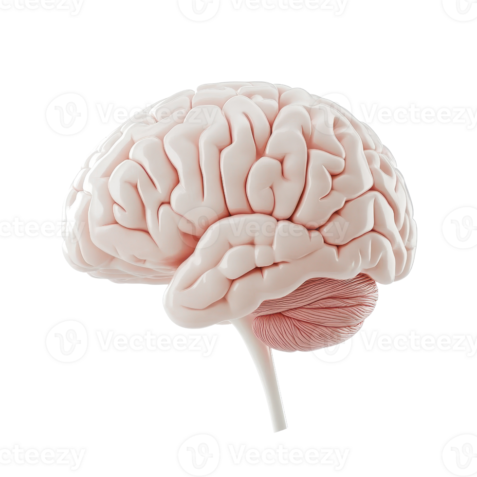 Detailed anatomical illustration of a human brain, showcasing its complex structure. png