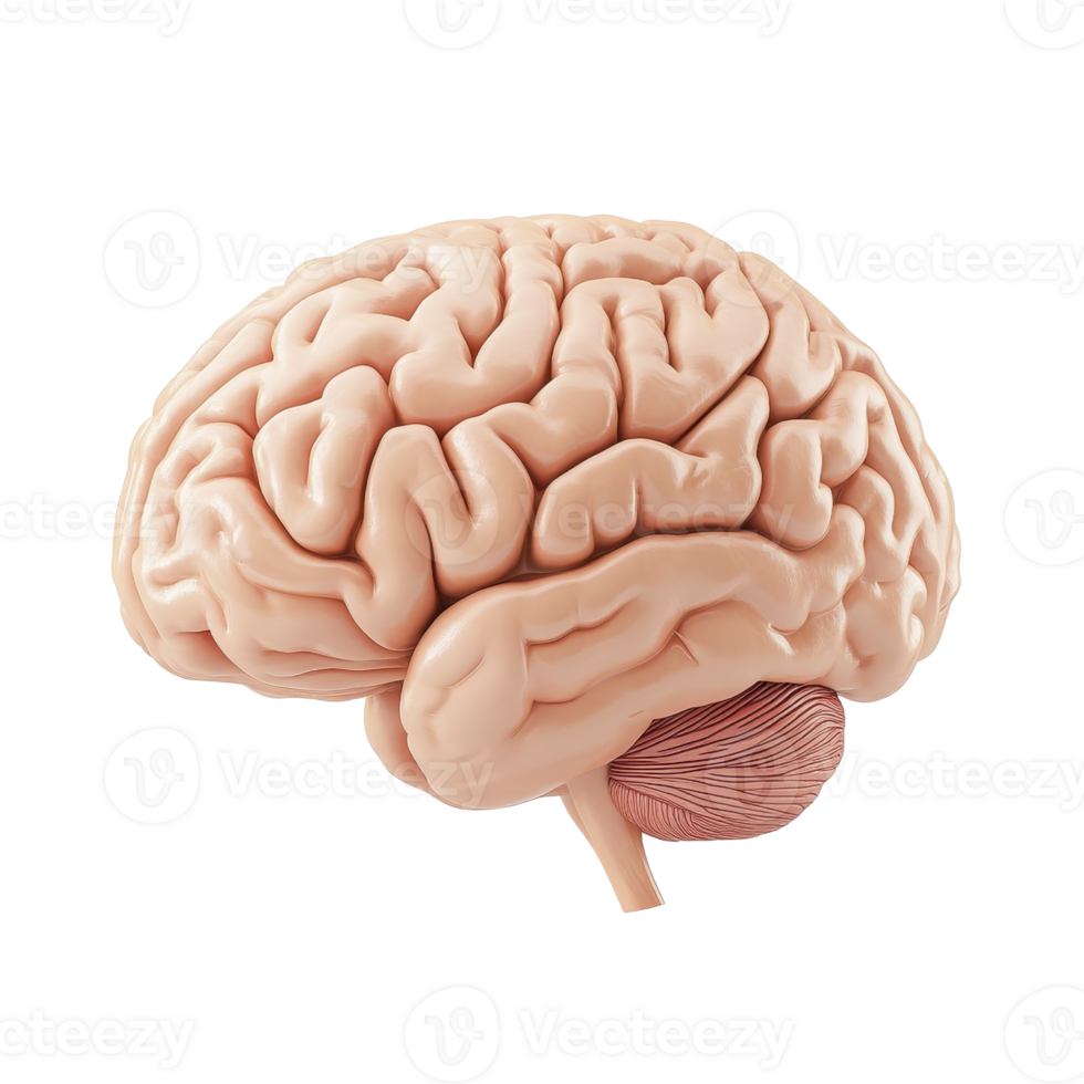 Detailed illustration of a human brain showcasing its complex structure and form. png