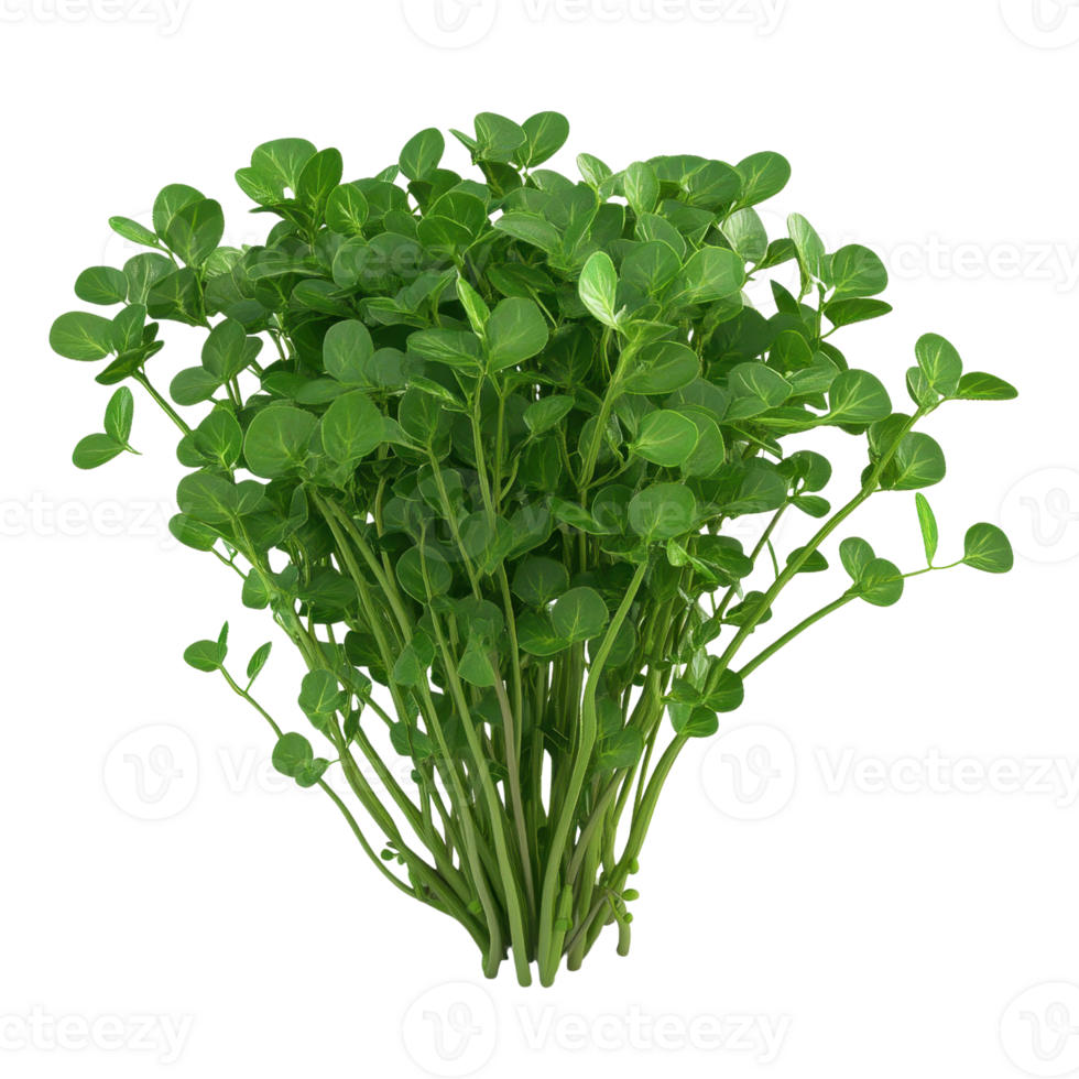 Fresh green microgreens arranged beautifully for healthy culinary use. png