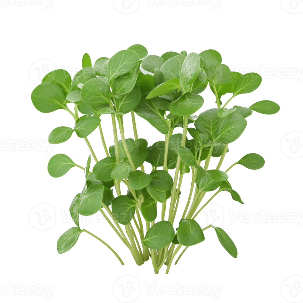 Fresh and vibrant green seedlings growing in a cluster, symbolizing new beginnings. png