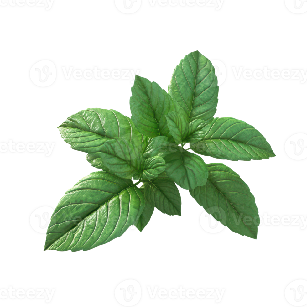 Lush green basil leaves showcasing their vibrant color and texture. png