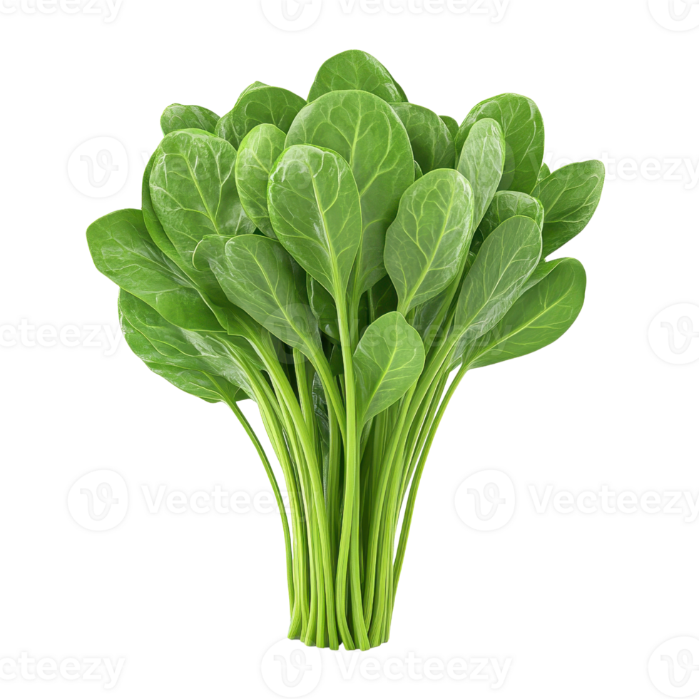 Fresh green spinach leaves arranged beautifully for a healthy meal. png
