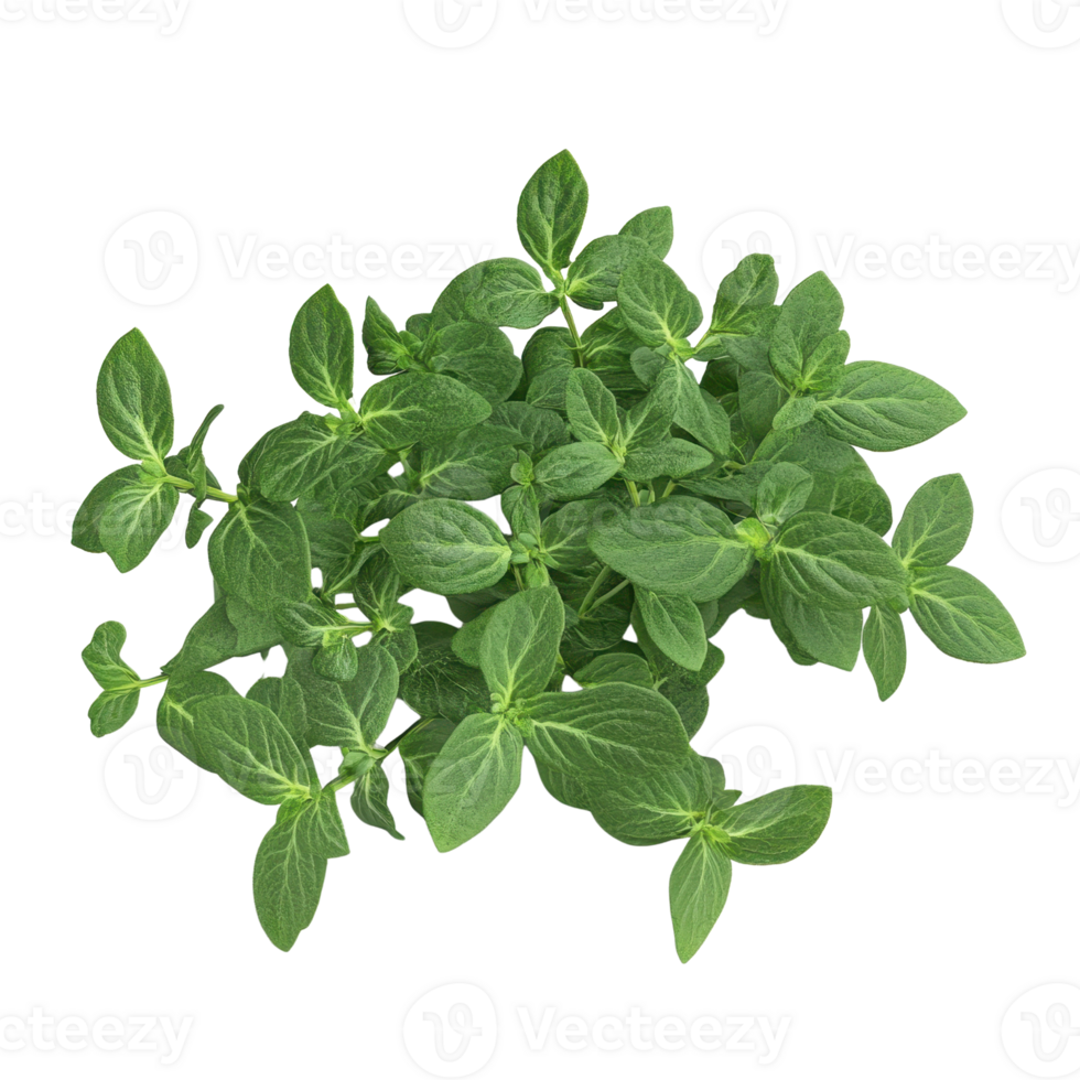 Fresh oregano leaves, vibrant green, perfect for culinary use and herbal remedies. png