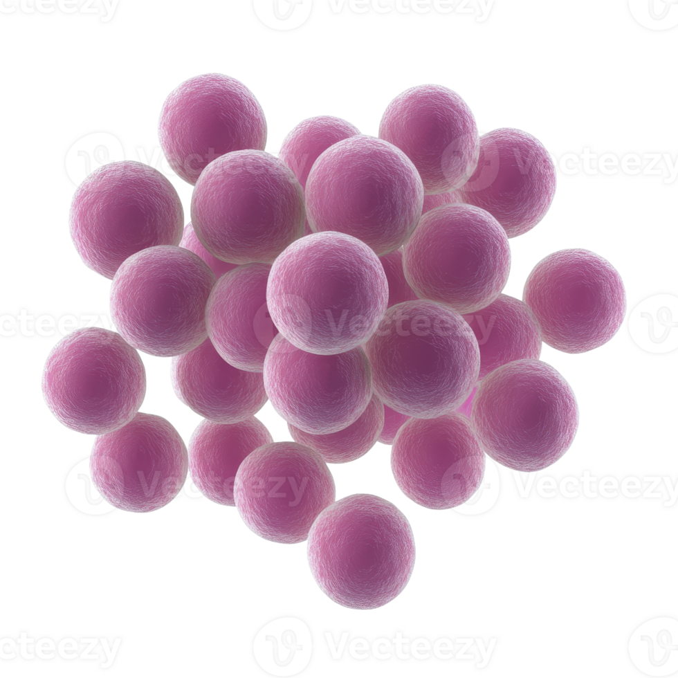 Microscopic view of pink spherical bacteria clusters in a lab environment. png
