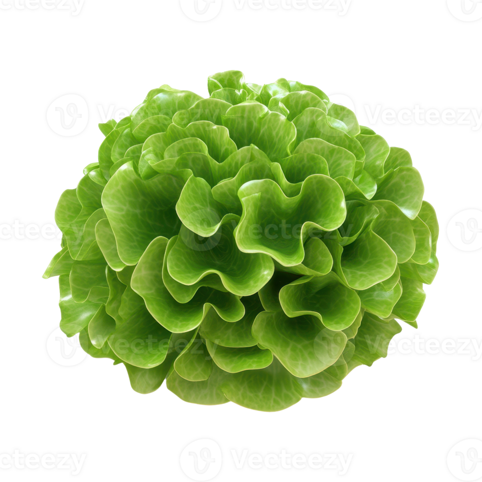 Vibrant green lettuce with a wavy texture, perfect for fresh salads and healthy meals. png