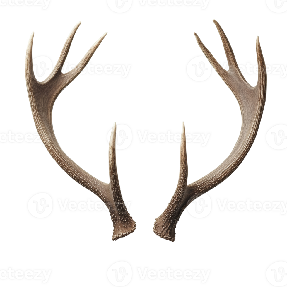 A Pair of Elegant Deer Antlers Isolated on white background png
