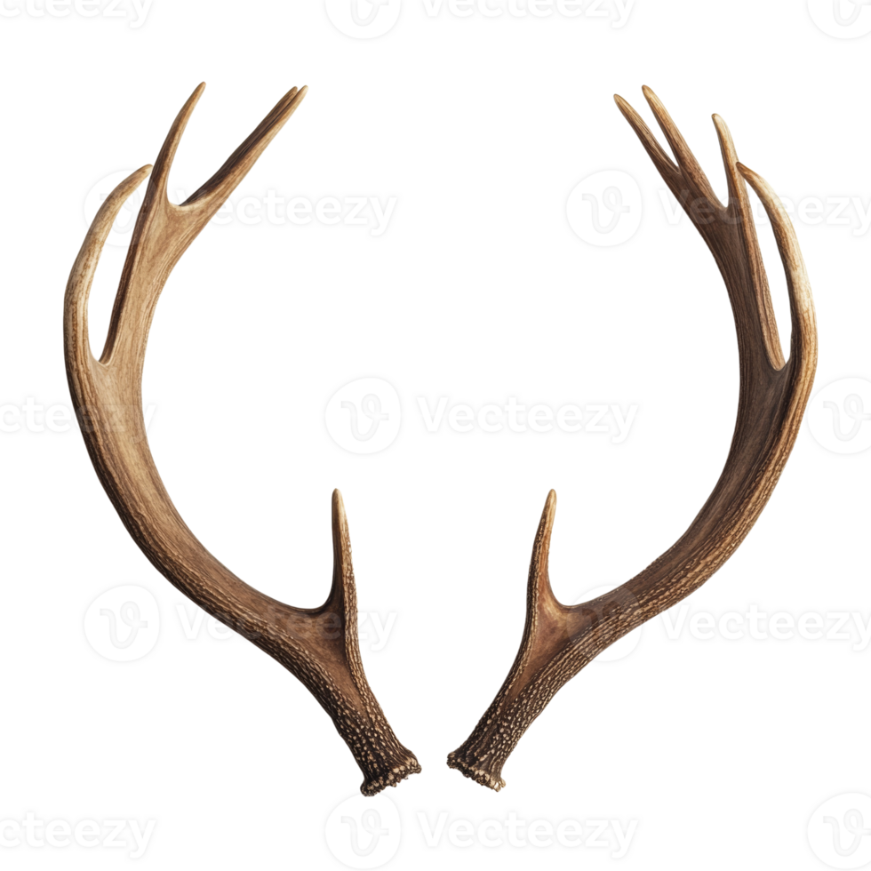 A Pair of Elegant Deer Antlers Isolated on transparent png