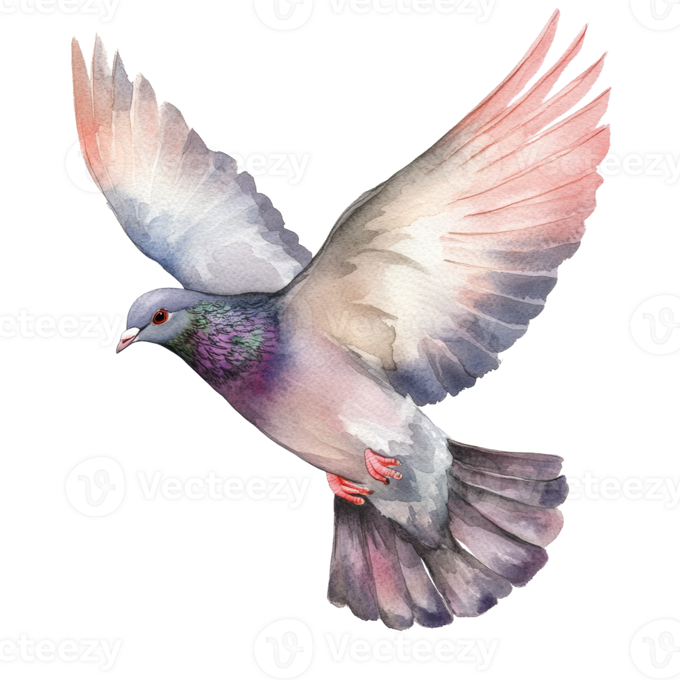 Watercolor Painting of a Dove in Flight png