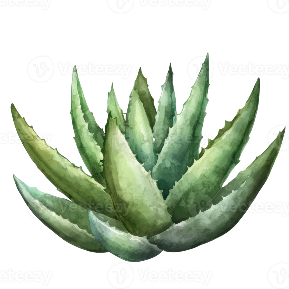A Watercolor Painting of an Aloe Vera Plant png