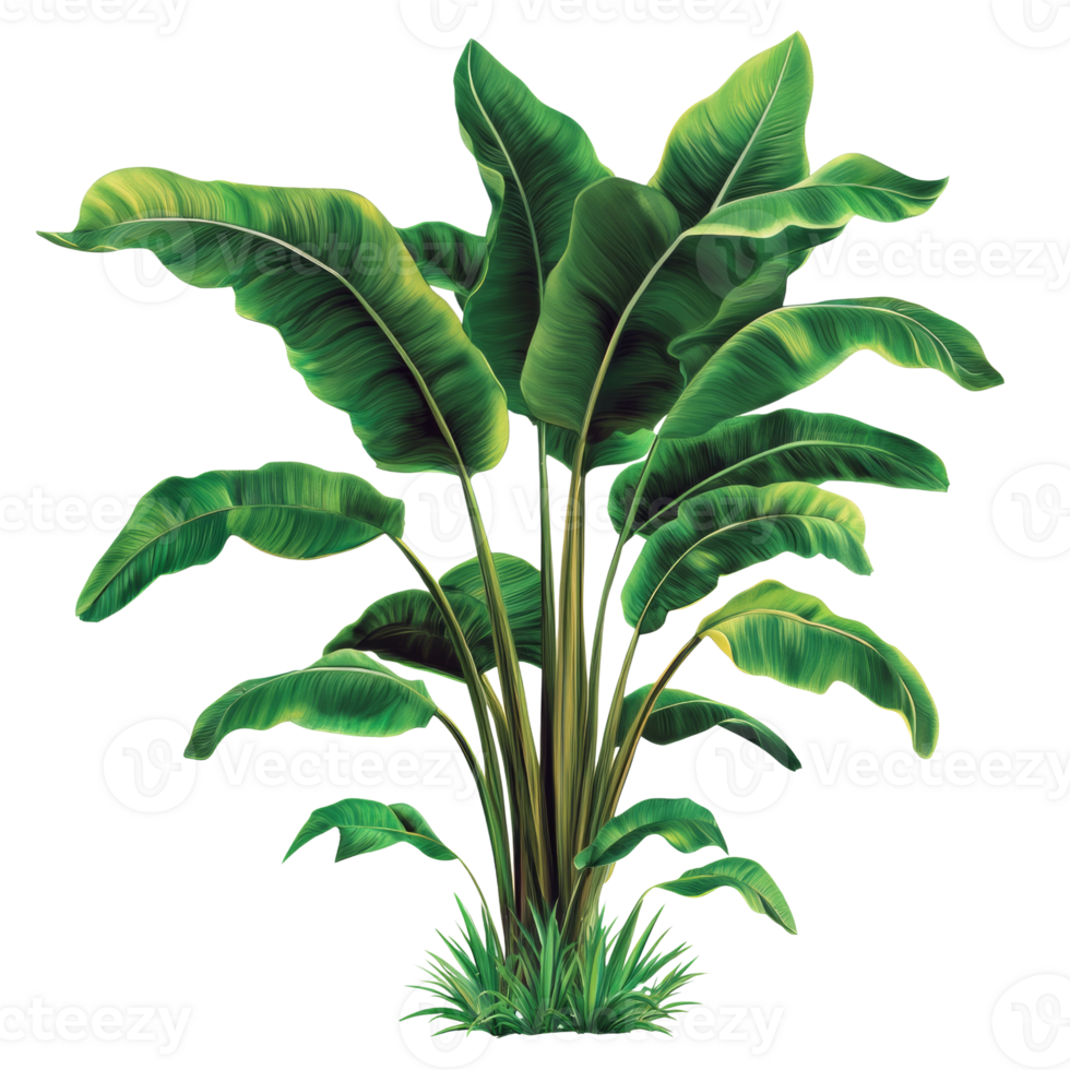 Lush Tropical Banana Plant with Vibrant Green Leaves png