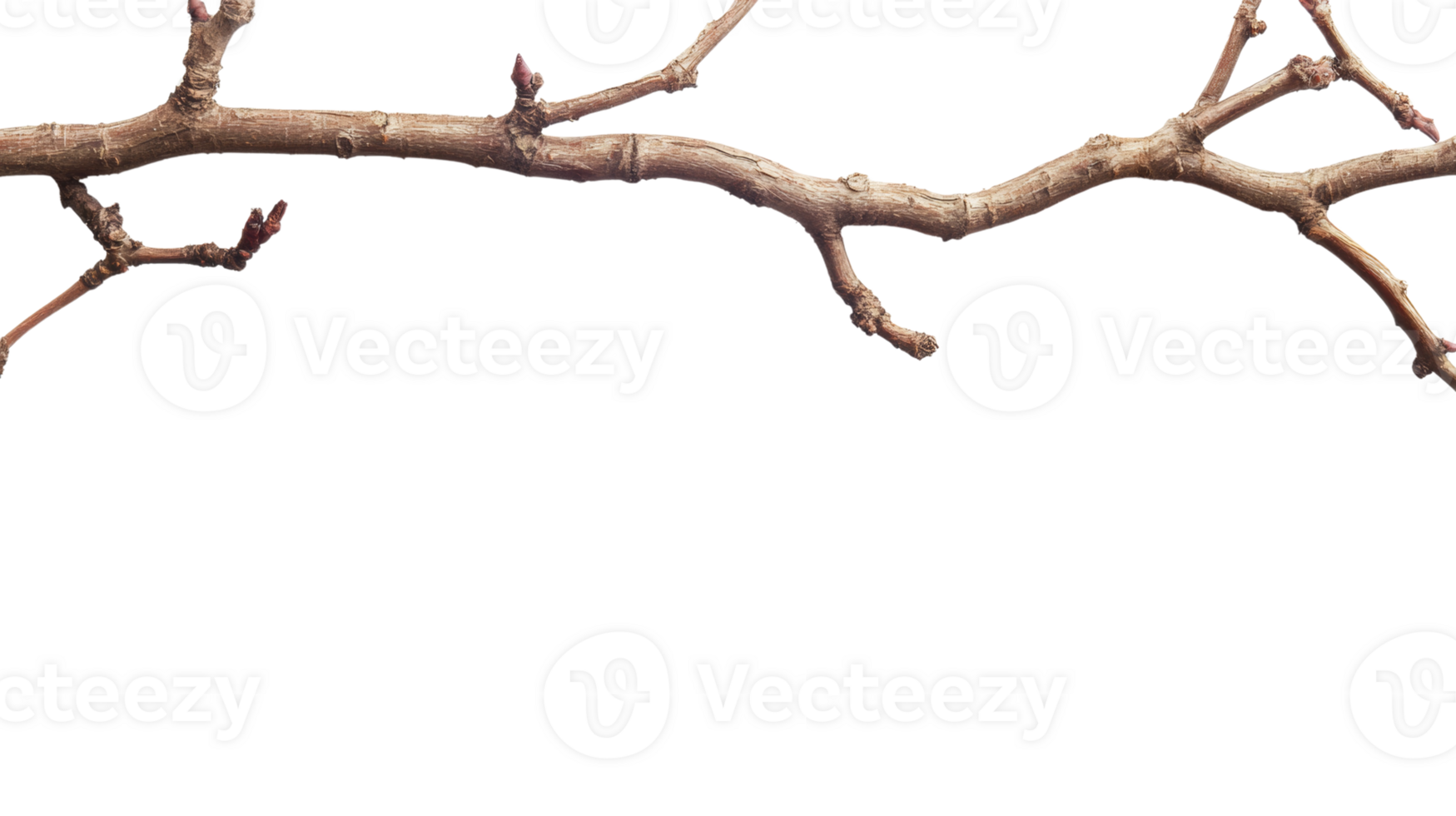 Bare Branch with Small Buds Emerging in Spring png