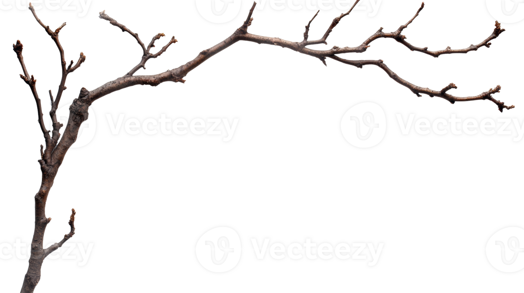 A Bare Branch Arcing Gracefully Against A Black Background png