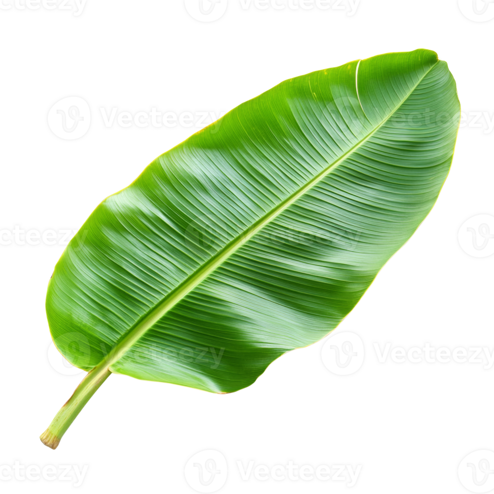 A single vibrant green banana leaf isolated on black png