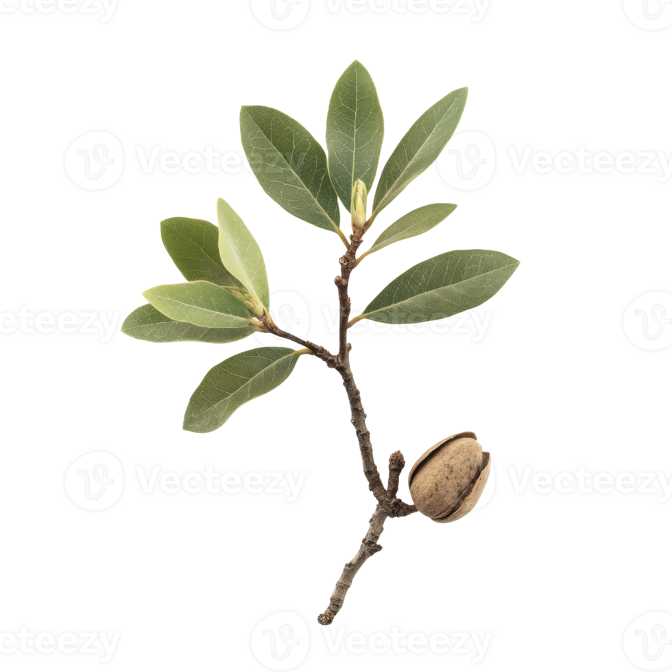 Green Leaves and a Single Almond Nut on a Branch png
