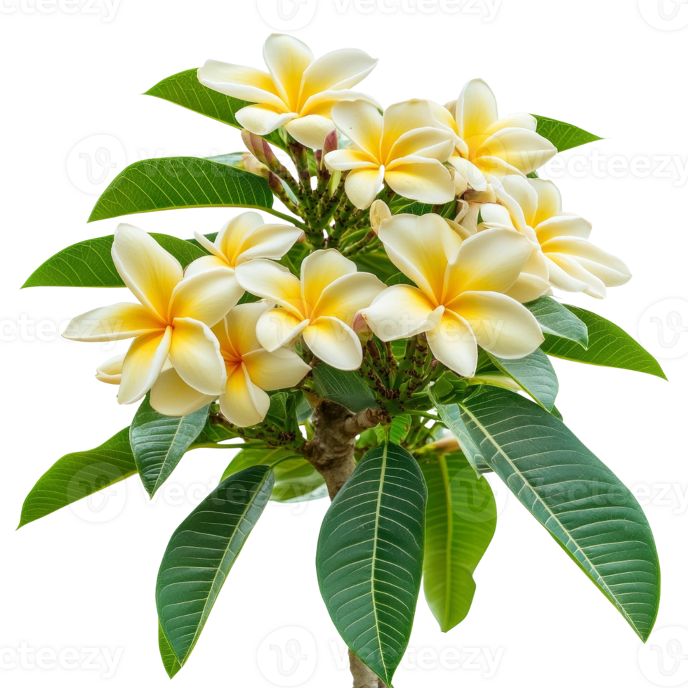 plumeria ページ Plumeria White Flowers In The Garden Stock Photo - Download