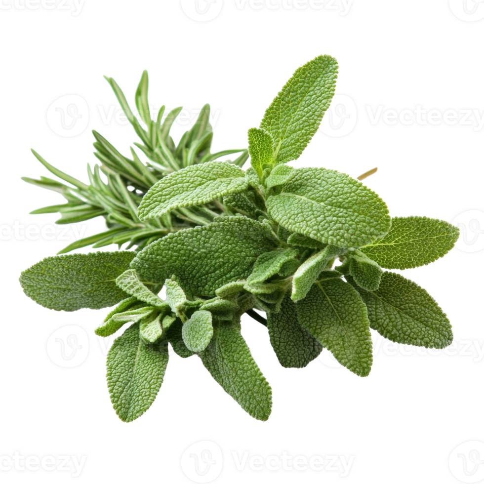A Fresh Bunch of Rosemary and Sage Herbs png