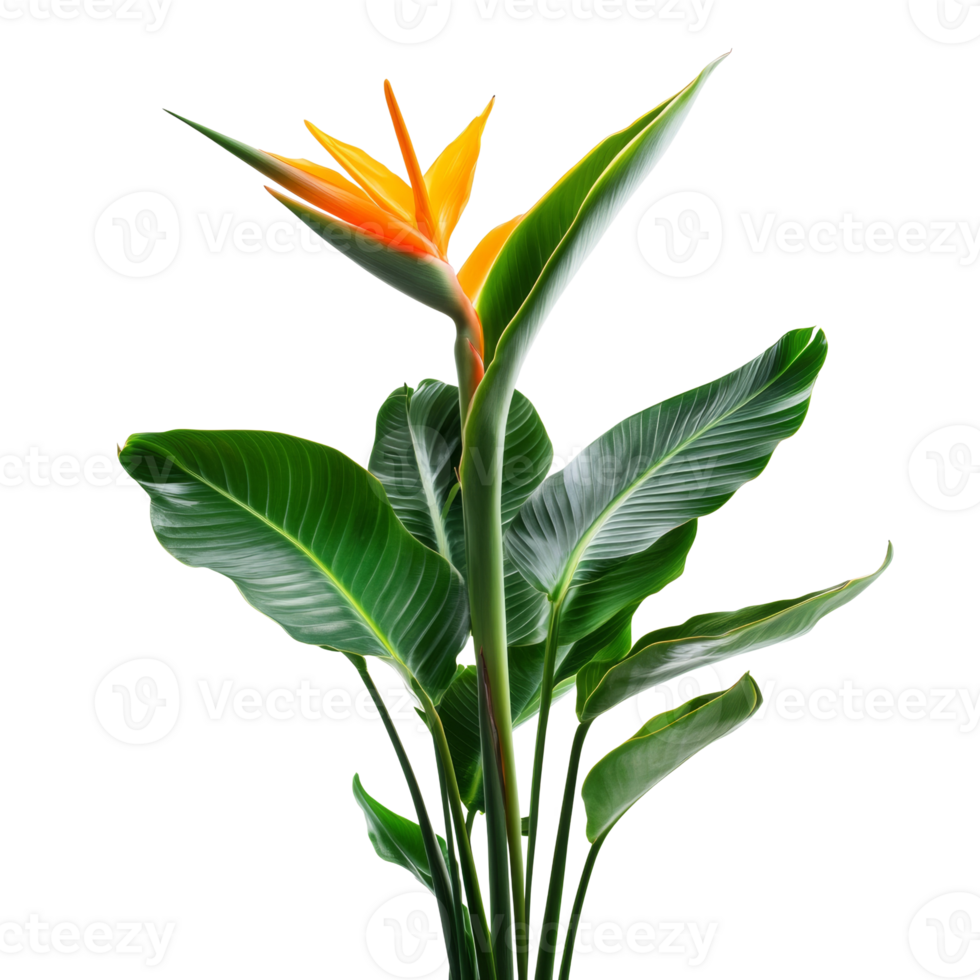 Bird of Paradise flower with lush green leaves png