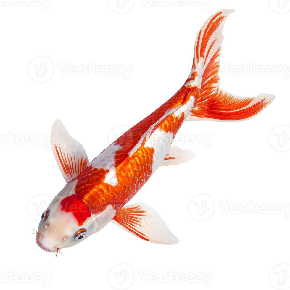 A vibrant orange and white Koi fish swims gracefully png