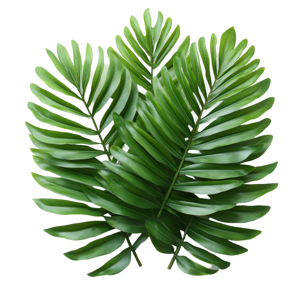Lush green palm leaves arranged beautifully for decoration and natural design elements isolated on transparent background png