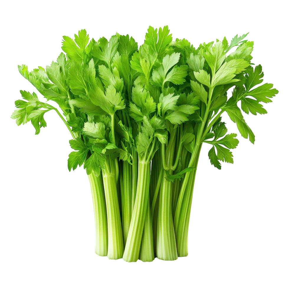 Fresh green celery bunch harvested from a garden, ready for cooking or snacking, showcasing vibrant color and texture isolated on transparent background png