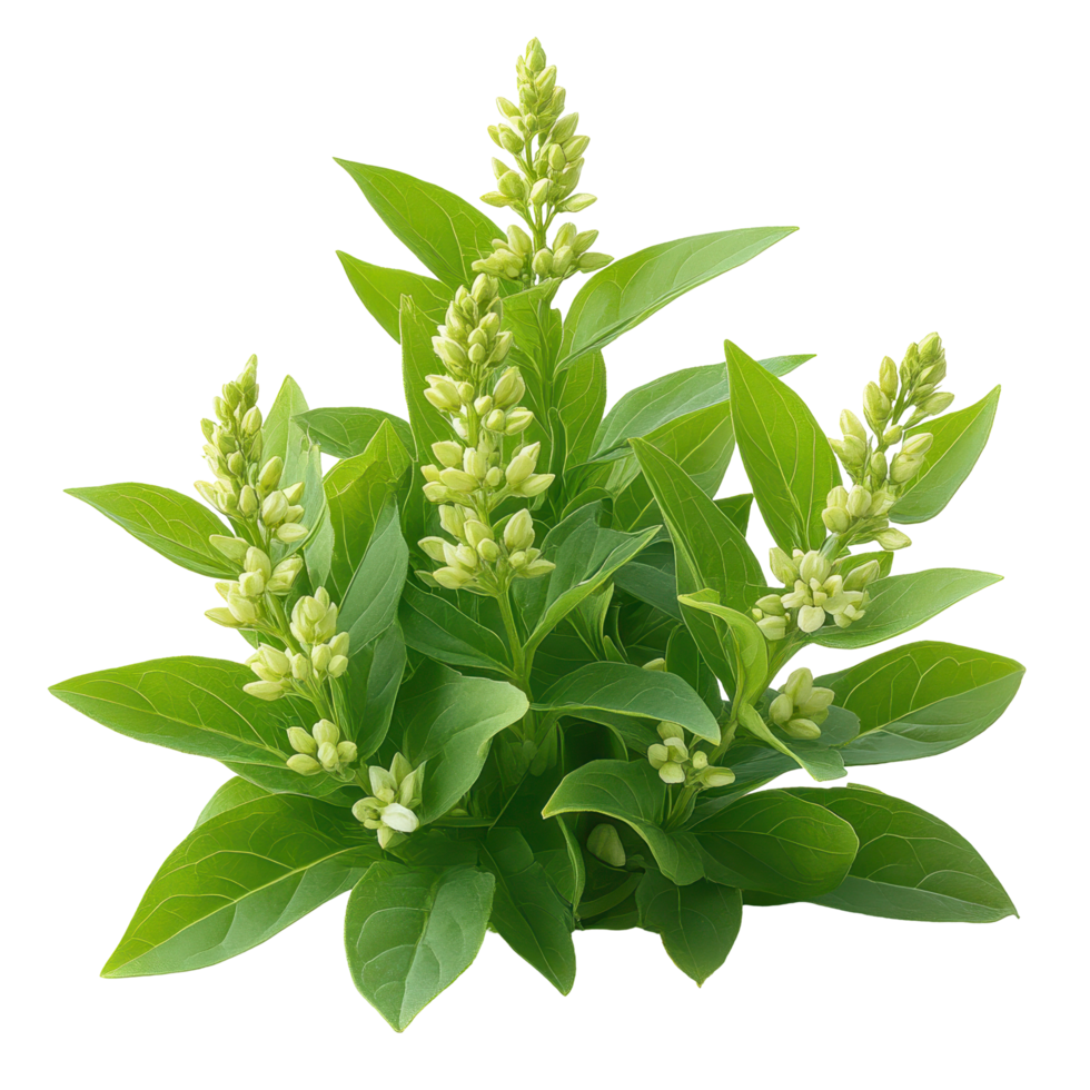 Flowering plant with dense clusters of green leaves and budding flowers in a natural setting isolated on transparent background png