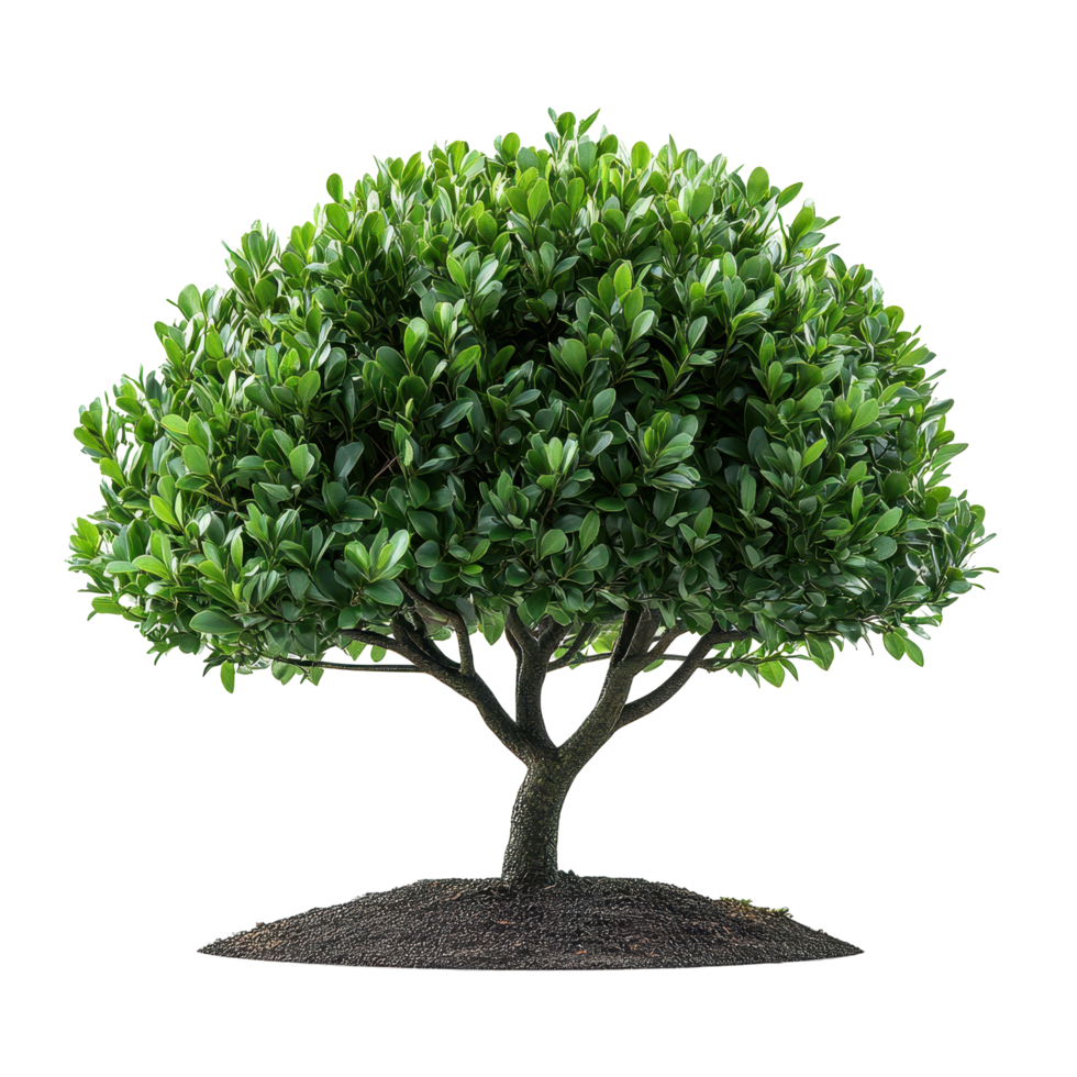 Lush green tree with a rounded canopy creating an inviting atmosphere in a tranquil outdoor setting isolated on transparent background png