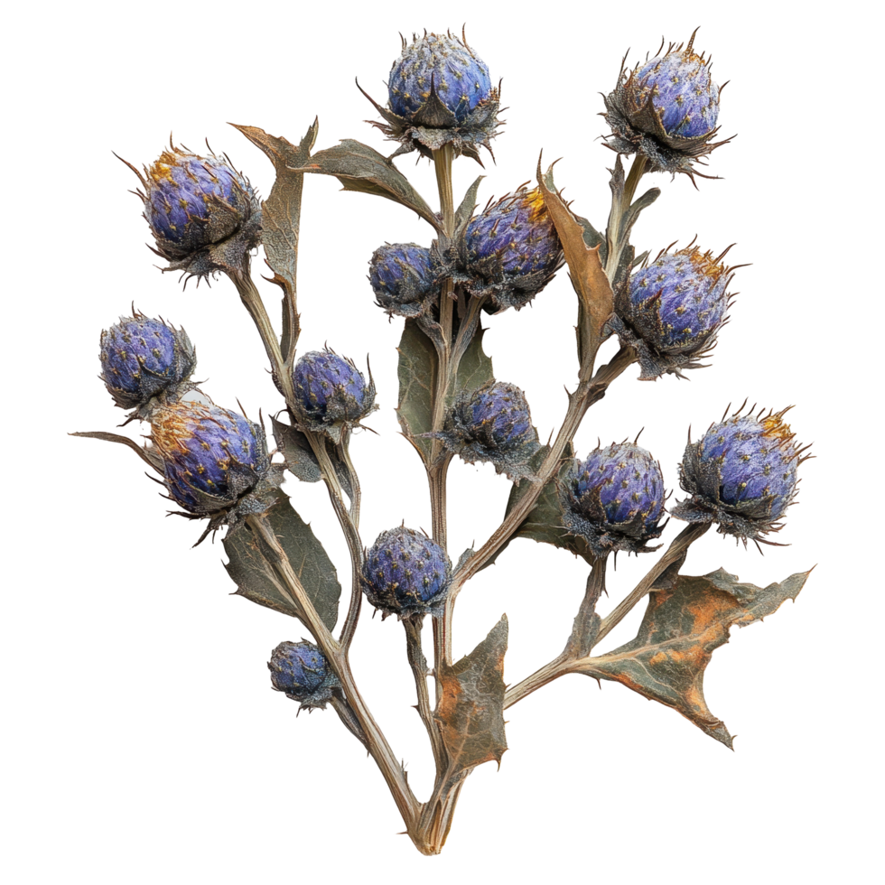 Dried purple thistle flowers arranged on a branch with green leaves, showcasing intricate textures and colors isolated on transparent background png
