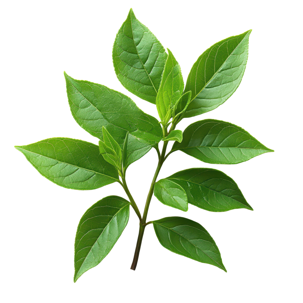 Fresh green leaves on a branch showcasing vibrant foliage in natural light isolated on transparent background png
