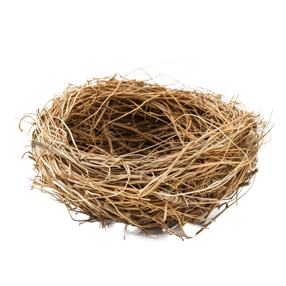 Empty bird nest twigs nature home png