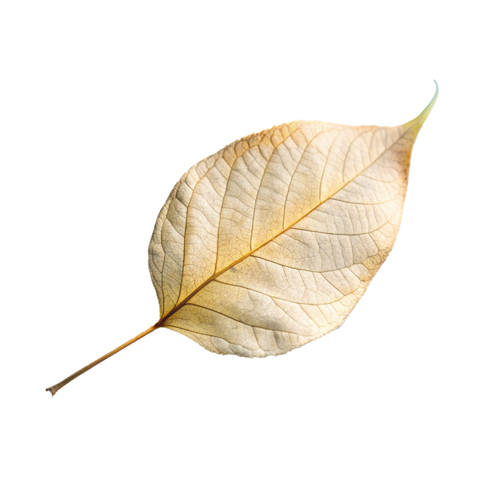 A Single Delicate Dried Leaf Displaying Intricate Vein Patterns Against a Soft Background png