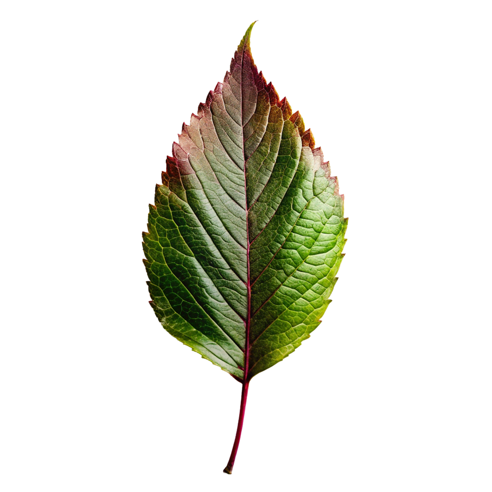 A Single Stunning Autumn Leaf Close Up Photography png