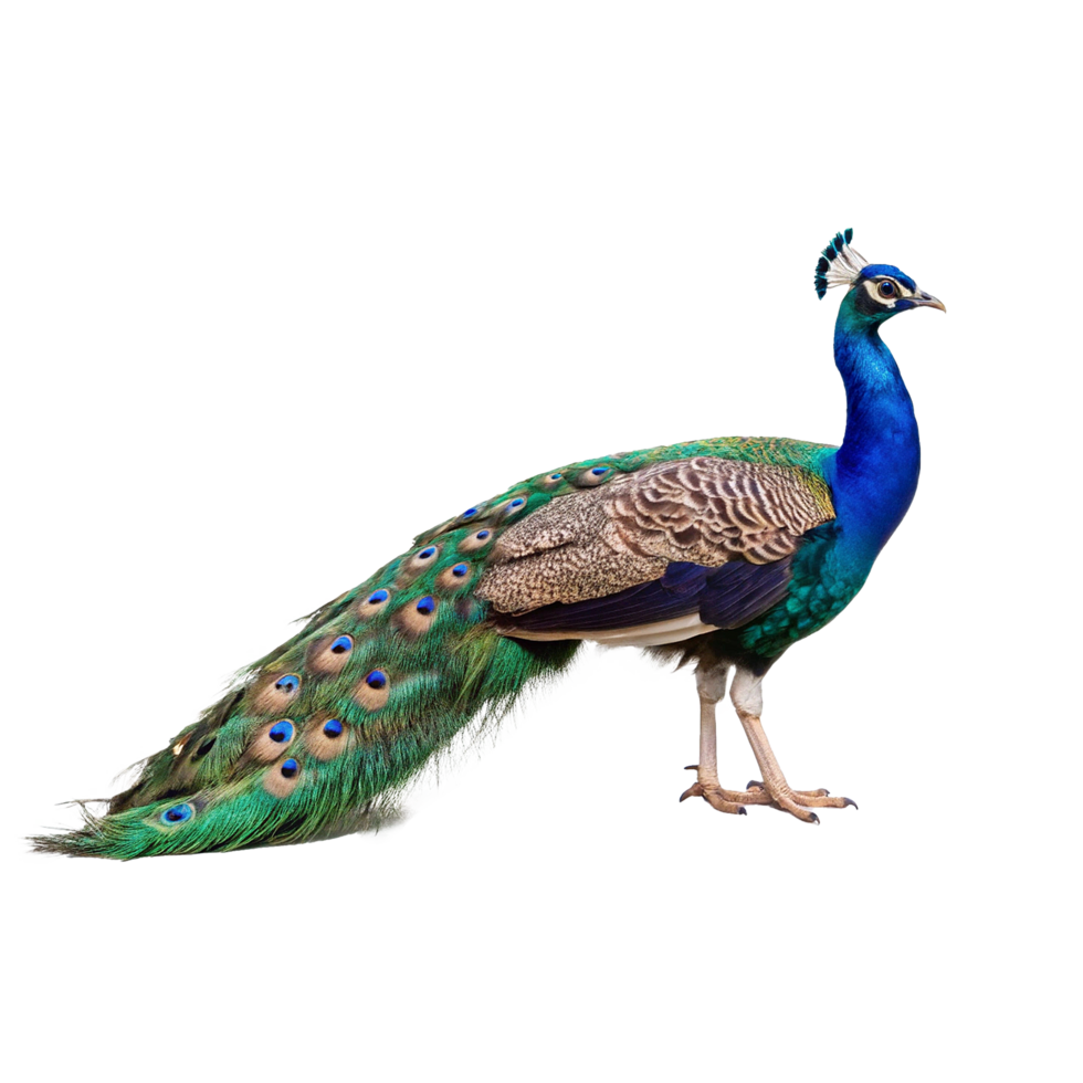 Majestic Indian Peacock Displaying its Vibrant Plumage png