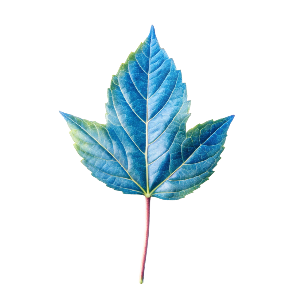 Single Vibrant Blue Leaf with Red Stem on Light Background Artistic Nature Photography png
