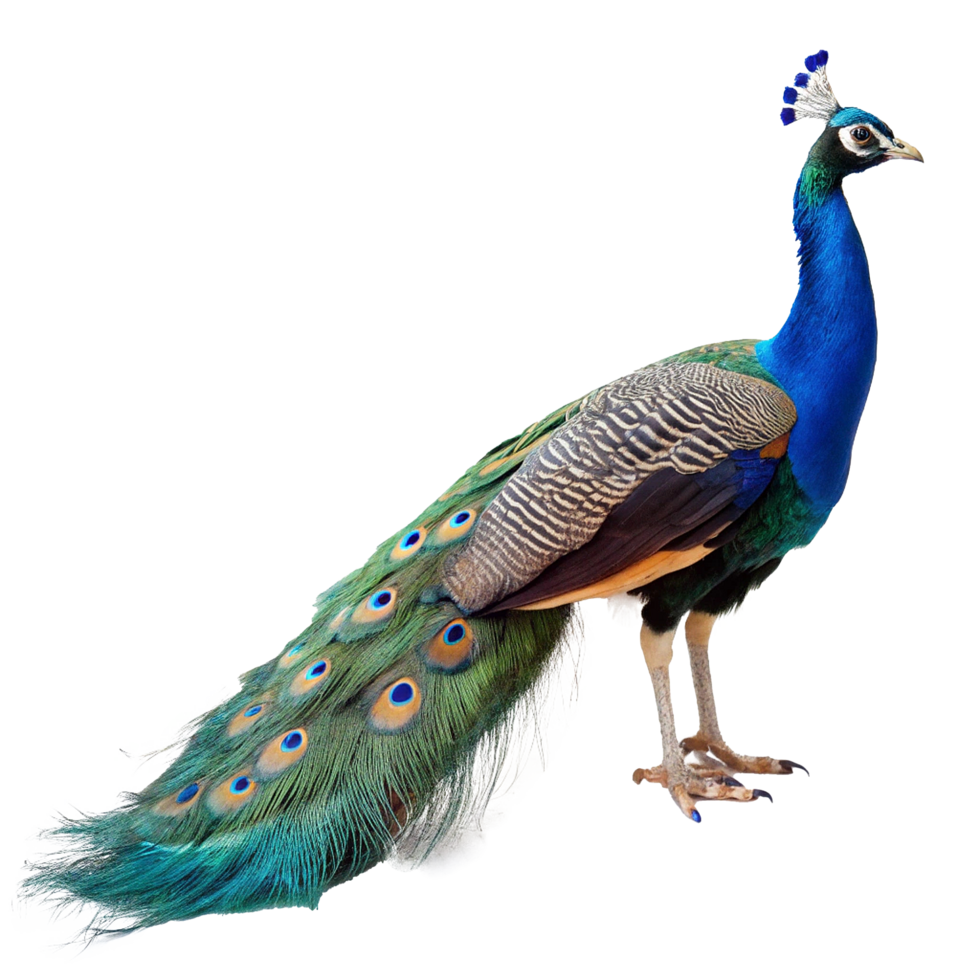 Majestic Indian Peafowl Displaying Vibrant Plumage and Exquisite Tail Feathers png